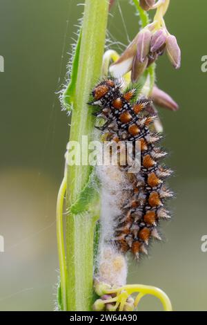 Roter Scheckenfalter, Raupe, Parasitierte Raupe, Parasitismus, Melitaea didyma, gefleckter Fritillary, Rotband Fritillary, raupe, Parasitismus, La M Stockfoto