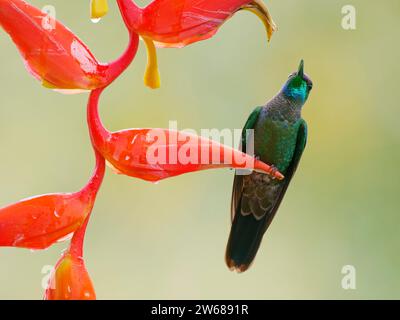 Mit violetter Front brillant Heliodoxa leadbeateri Ecuador BI039196 Stockfoto