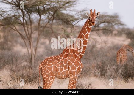 Eine elegante Giraffe aus Kenia, wissenschaftlich bekannt als Giraffa camelopardalis tippelskirchi, steht inmitten der natürlichen Landschaft von Samburu und Masai Stockfoto