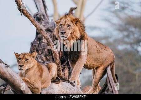 Zwei königliche Löwen ruhen auf einem Baumzweig im Herzen der kenianischen Wildnis und zeigen die natürliche Schönheit und wilde Essenz der afrikanischen Fauna. Stockfoto