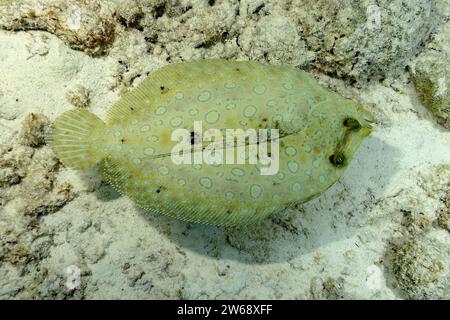 Ein Pfauenflunder fügt sich nahtlos in den sandigen Meeresboden ein und zeigt seine natürliche Tarnfähigkeit. Stockfoto