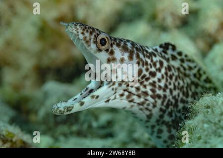 Nahaufnahme eines gefleckten Muränen, der aus seinem Korallenriff-Lebensraum unter Wasser auftaucht und seine charakteristische gemusterte Haut zeigt. Stockfoto