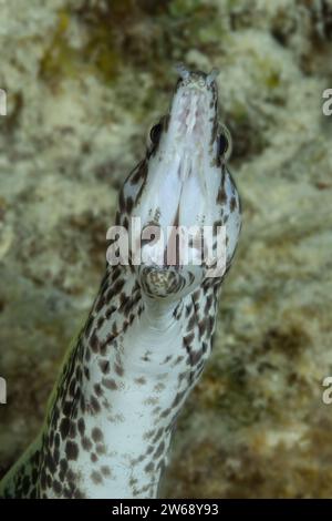 Eine detaillierte Nahaufnahme eines gefleckten Muränen, der aus einem Korallenriff auftaucht und seine strukturierte Haut und Muster zeigt. Stockfoto