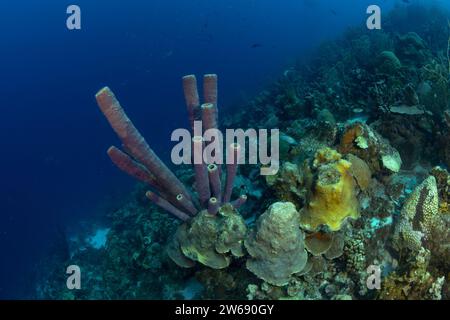 Ein farbenfrohes Korallenriff blüht unter Wasser, mit violetten Röhrenschwämmen und verschiedenen Korallen vor einem tiefblauen Meer. Stockfoto