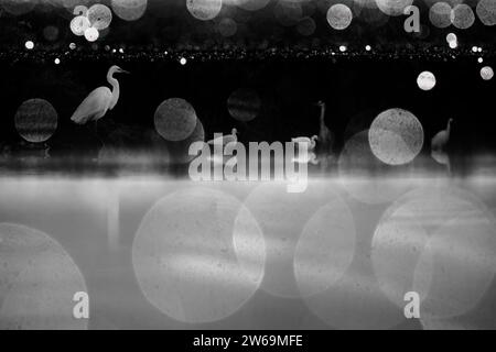 Stimmungsvolles Schwarzweißbild mit großen Reihvögeln, die in den nebeligen Feuchtgebieten von Ciudad Real, Spanien, mit Bokeh-Lichtern waten. Stockfoto