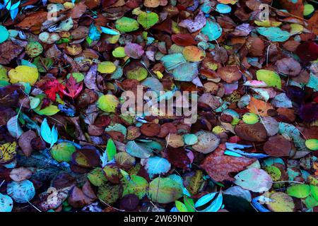 Nahaufnahme eines Teppichs aus gefallenen Blättern in verschiedenen Herbsttönen, der den Boden bedeckt Stockfoto