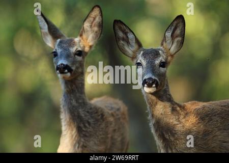 Ein Paar neugieriger Hirsche, die in einem Wald stehen und aufmerksam auf die Kamera mit einem üppigen grünen Hintergrund blicken Stockfoto