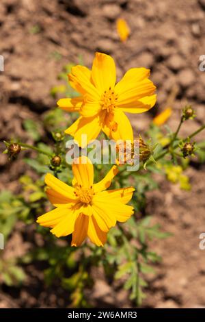 Nahaufnahme des frischen Cosmos Sulphureus, der in Bio-Plantagen mit verschwommenem Hintergrund an sonnigen Tagen blüht Stockfoto