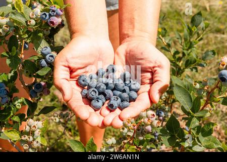 Nahaufnahme eines anonymen Botanikers mit Heidelbeeren in schalen Händen, der an sonnigen Tagen auf der Bio-Farm steht Stockfoto