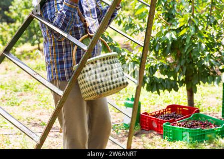 Mitte eines anonymen männlichen Bauern in Casuals mit Korb, der Leiter auf Bio-Kirschgarten an sonnigem Tag trägt Stockfoto