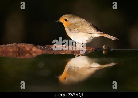 Ein Europäischer rotkehlchen sitzt zart auf einem Holzzweig, dessen lebhafte Reflexion sich im ruhigen Wasser unter einem sanften Licht spiegelt Stockfoto