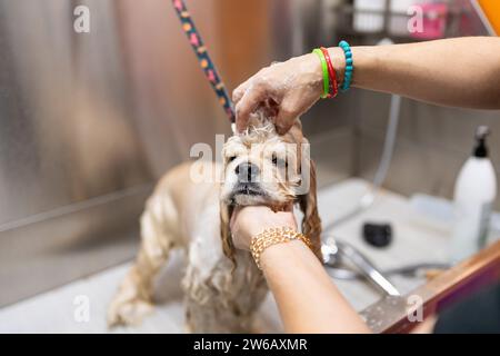 Ernten Sie anonyme weibliche Besitzerin, die amerikanischen Cocker Spaniel mit Seifenschaum im Friseursalon vor verschwommenem Hintergrund wäscht Stockfoto