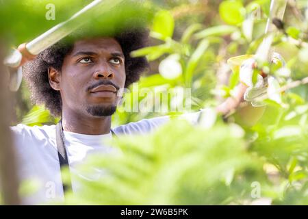 Nahaufnahme eines fokussierten jungen männlichen Agronomen mit Afro-Haarschnitt-Pflanze mit Haarschneider im Gewächshaus während des sonnigen Tages Stockfoto