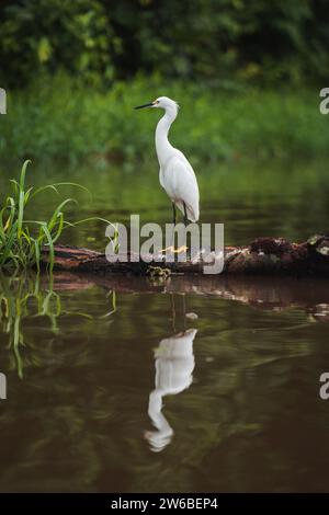 Seitenansicht des Weißen Reihers, der anmutig auf einem Stück Treibholz in der Mitte eines ruhigen Flusses steht und sich perfekt im Wasser spiegelt, mit üppigem Grün Stockfoto