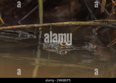 Nahaufnahme des bedrohlichen Blicks eines Alligators, der im trüben Wasser lauert, dessen Augen und Schnauze kaum über der Oberfläche auftauchten, inmitten der verworrenen Äste Stockfoto