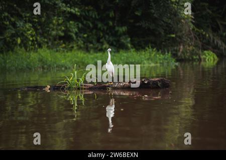 Voller Körper des Weißen Reihers, der anmutig auf einem Stück Treibholz inmitten eines ruhigen Flusses steht und sich perfekt im Wasser spiegelt, mit üppigem Grün Stockfoto