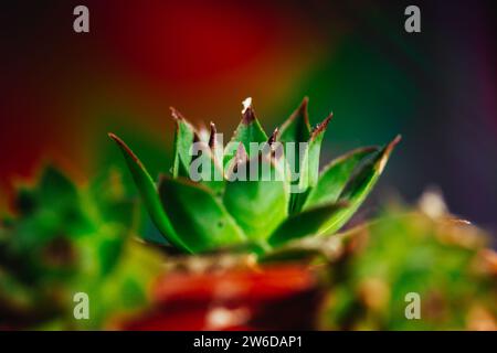 Frische echeveria-Rosette. Topfpflanze. Anbau von Sukkulenten im Hausgarten. Mehrjährige krautige Blüten-Makronatur. Blumenzucht, Gartenbau. Stockfoto