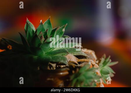 Frische echeveria-Rosette. Topfpflanze. Anbau von Sukkulenten im Hausgarten. Mehrjährige krautige Blüten-Makronatur. Blumenzucht, Gartenbau. Stockfoto