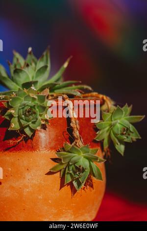 Frische echeveria-Rosette. Topfpflanze. Anbau von Sukkulenten im Hausgarten. Mehrjährige krautige Blüten-Makronatur. Blumenzucht, Gartenbau. Stockfoto