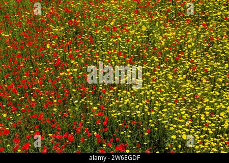 Eine große Wiese mit blühenden roten Mohnblumen (Papaveraceae) und gelben Leukanthemen. Stockfoto