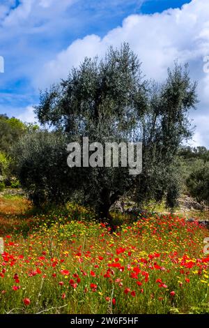 Olivenbaum in einem Obstgarten, umgeben von blühenden roten Mohnblumen (Papaveraceae). Stockfoto