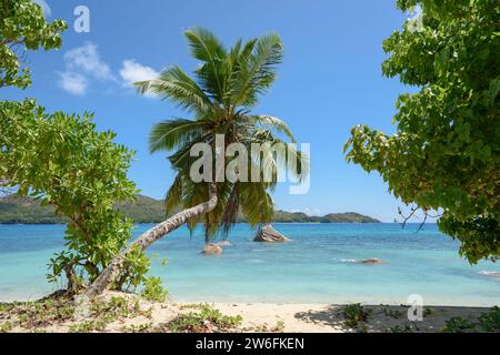 Palme am Strand von Anse Boudin, Praslin Island, Seychellen, Indischer Ozean Stockfoto