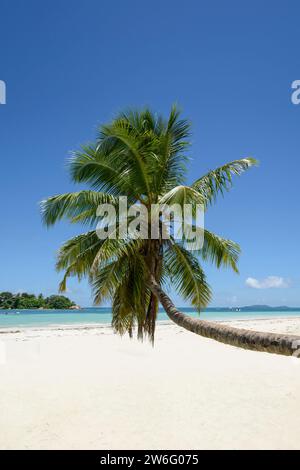 Kokospalme am Cote D'Or Beach, Anse Volbert Village, Praslin Island, Seychellen, Indischer Ozean Stockfoto