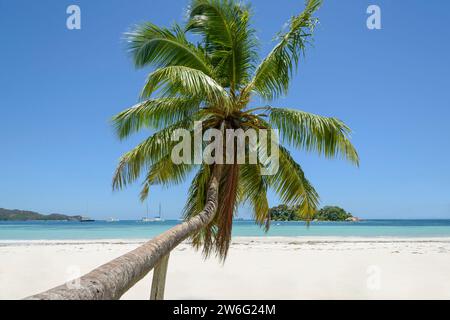 Kokospalme am Cote D'Or Beach, Anse Volbert Village, Praslin Island, Seychellen, Indischer Ozean Stockfoto