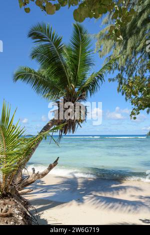 Anse La Blague Beach, Praslin Island, Seychellen, Indischer Ozean Stockfoto