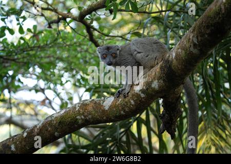 Gemeiner Braunlemur im Wald. Eulemur fulvus klettert auf den Baum in Madagaskar. Grauer Lemur im Park. Stockfoto