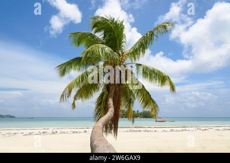 Kokospalme am Cote D'Or Beach, Anse Volbert Village, Praslin Island, Seychellen, Indischer Ozean Stockfoto