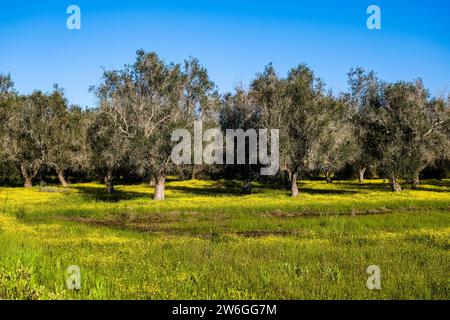 Olivenbäume in einem Obstgarten, umgeben von blühenden gelben Blumen. Stockfoto