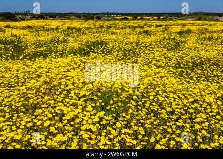 Eine Wiese voller gelb blühender Blumen. Stockfoto