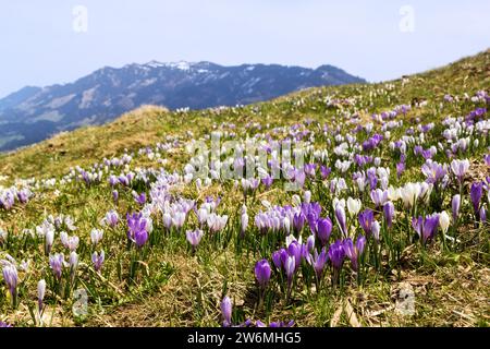 Lila und weiße Crocus Alpenblumen blühen im Frühling auf den Alpen Berg Stockfoto