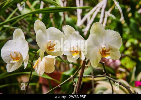 Weiße Orchideen in Blüte mit goldenen Zentren, weicher grüner Laubhintergrund Stockfoto