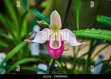 Elegante Paphiopedilum Orchidee mit Wassertropfen, Nahaufnahme Stockfoto