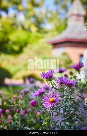 Leuchtende violette Astern mit gelben Zentren in ruhiger Gartenumgebung Stockfoto