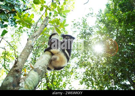 Indri im Wald. Einer der größten Lemuren in der Natur Madagaskars. Schwarz-weißer Lemur klettert auf den Baum. Stockfoto