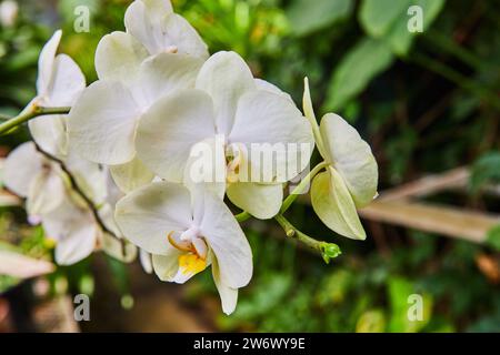 Weiße Orchideen in Blüte mit weichem grünem Bokeh Hintergrund Stockfoto