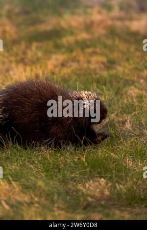 Nordamerikanisches Stachelschwein auf der Suche nach Nahrung auf einem Feld Stockfoto