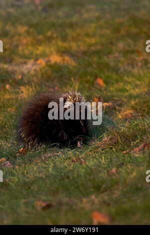 Nordamerikanisches Stachelschwein auf der Suche nach Nahrung auf einem Feld Stockfoto