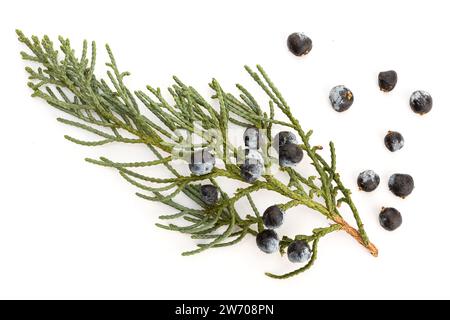 Wacholderzweig mit Kegeln isoliert auf weißem Hintergrund. Juniperus horizontalis Stockfoto