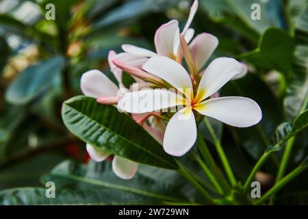 Lebendige Plumeria Bloom mit rosafarbenen Blütenblättern und üppigem Laub aus nächster Nähe Stockfoto