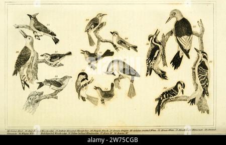 Wilsons amerikanische Ornithologie (Fig. 25-38) (6311598637). Stockfoto