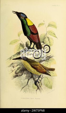 Wilson's Bird-of-Paradise Cicinnurus respublica 1866 Platte. Stockfoto