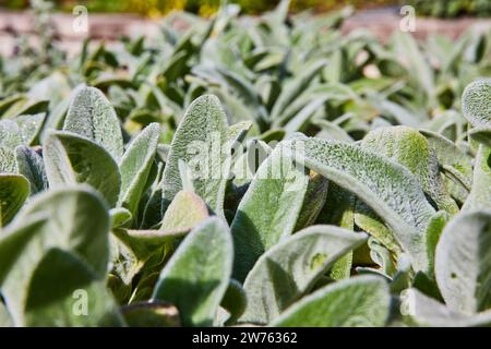 Sunny Lamb's Oar Laub aus nächster Nähe im Garten Stockfoto
