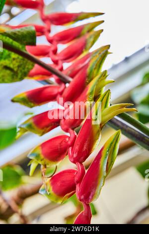 Rote Helikonia-Blüten im tropischen Konservatorium nach oben Stockfoto