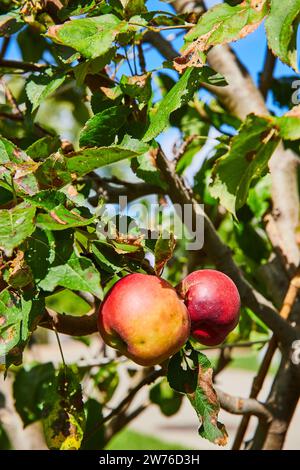 Reife Äpfel auf Zweig im sonnendurchfluteten Orchard, Blick auf Augenhöhe Stockfoto