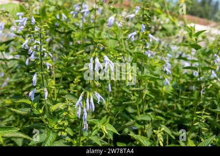 Nahaufnahme von salvia guaranitica (Argentinien Himmel) Blüten in Blüte Stockfoto