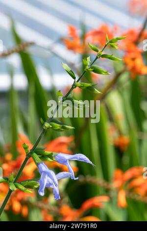 Nahaufnahme von salvia guaranitica (Argentinien Himmel) Blüten in Blüte Stockfoto